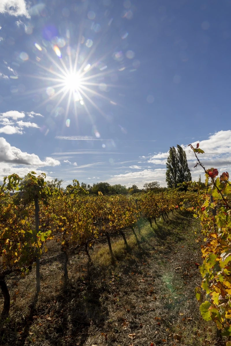 Viñedos alrededor de la bodega